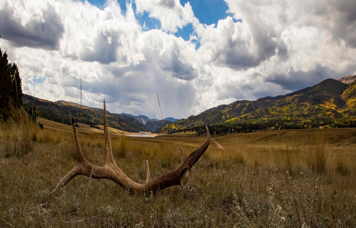 a large antlers in a field with mountains in the background