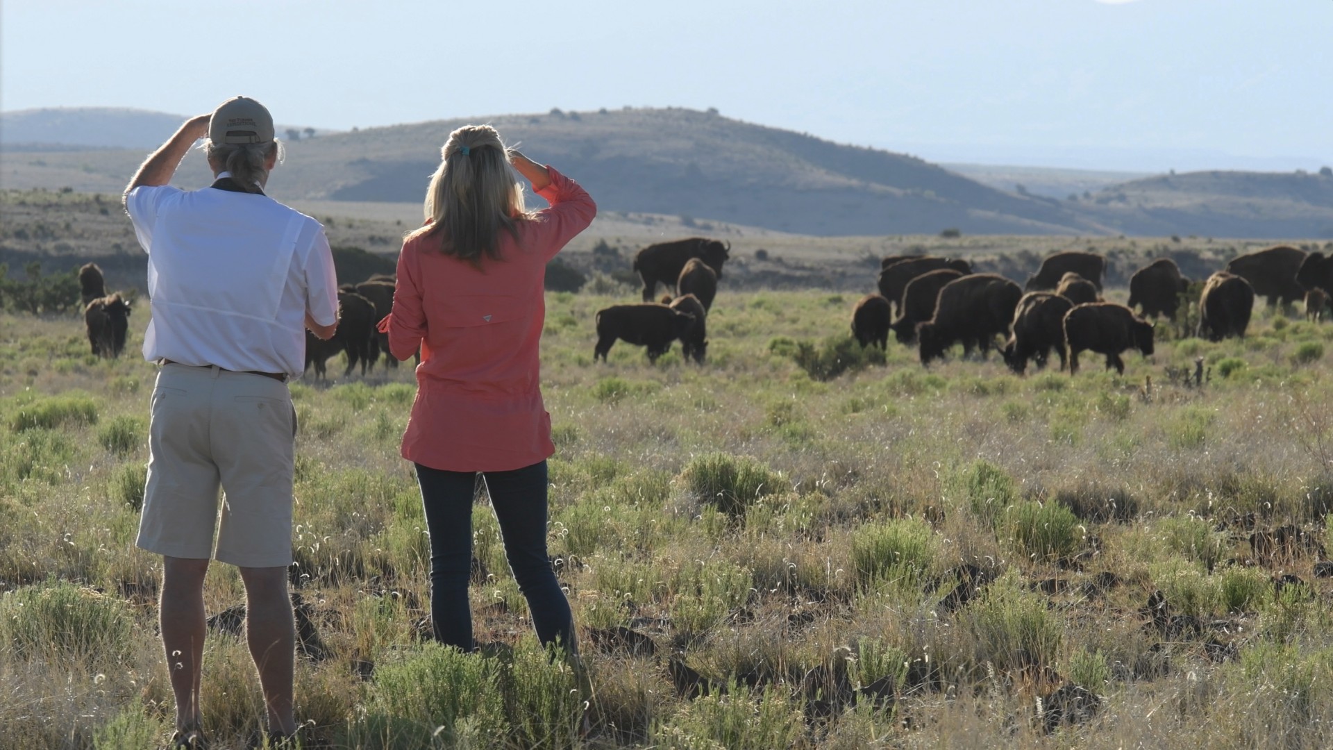 a man and woman looking at a herd of buffalo