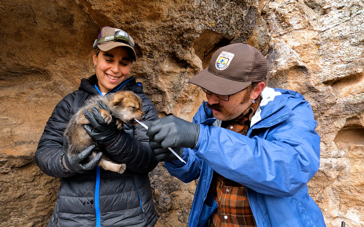 a man and woman holding a wolf pup