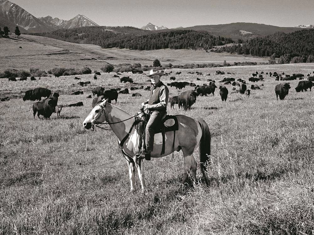 a man riding a horse in a field with many cattle