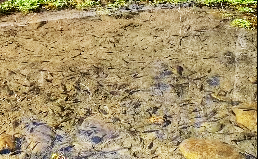 a group of fish in a pond