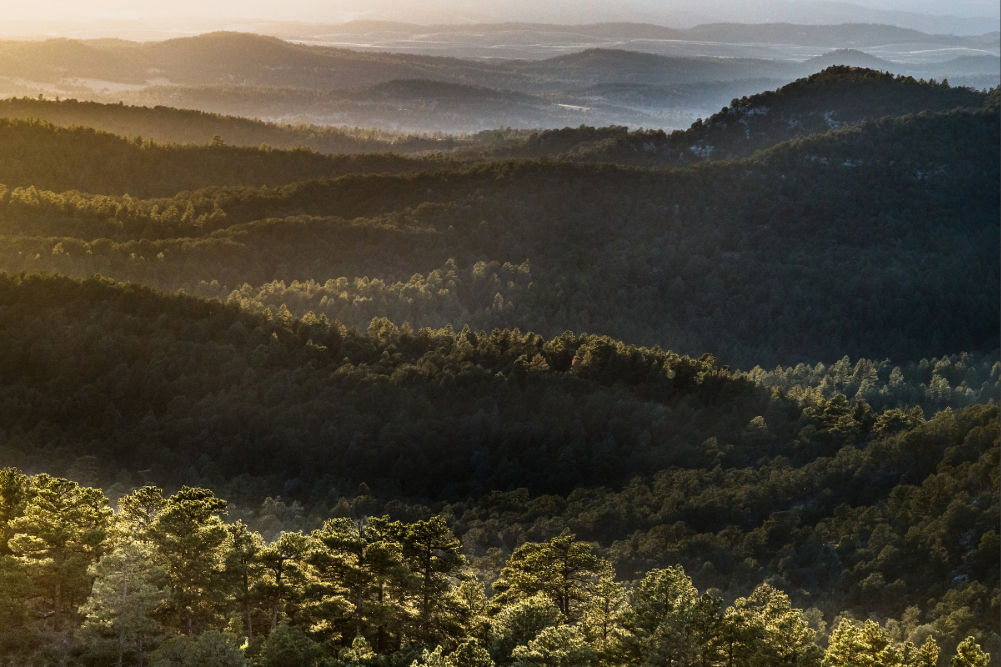 a landscape of a forest