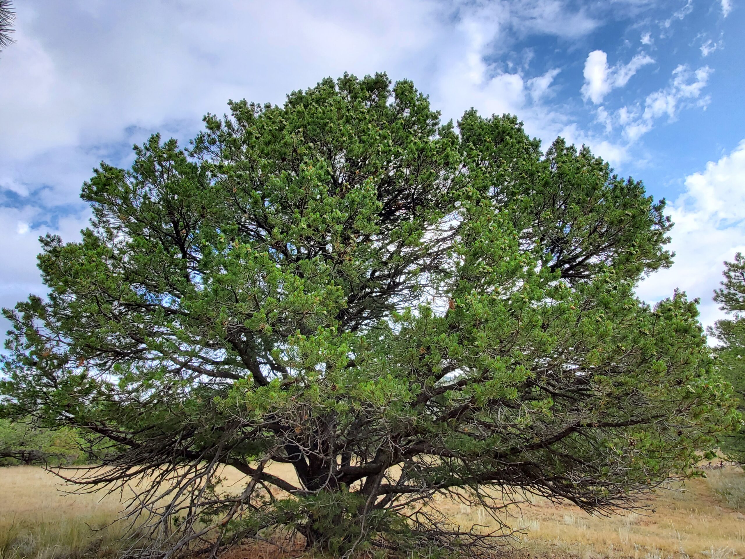 a tree in a field