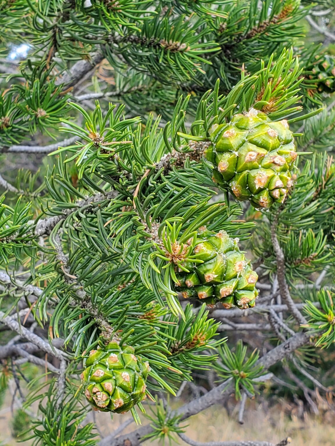 a pine tree with pine cones