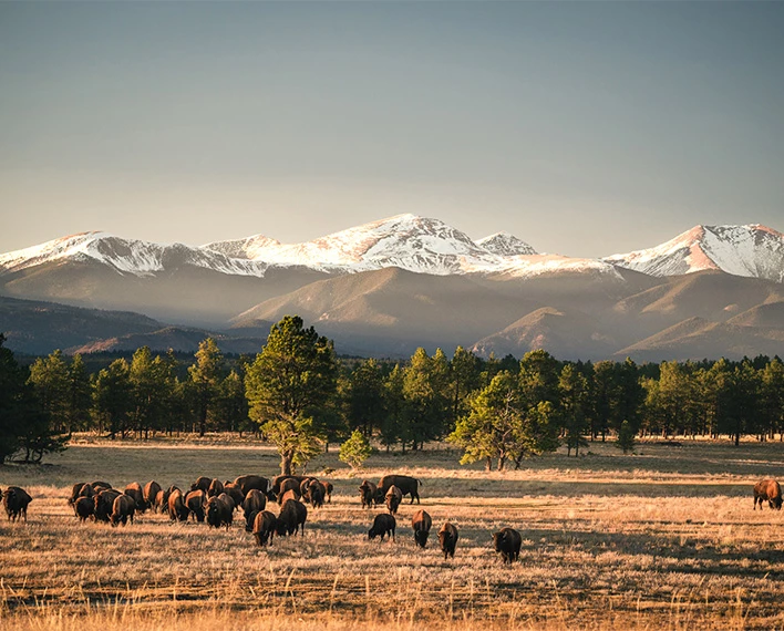 a herd of animals in a field with mountains in the background