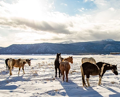 a group of horses in a snowy field