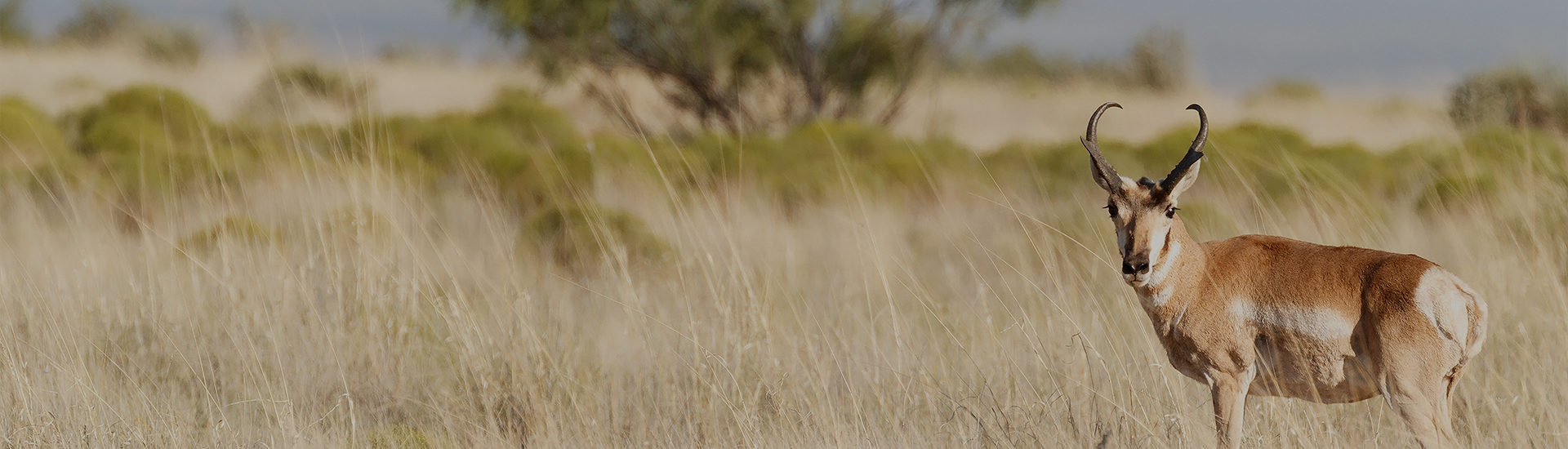 a field of dry grass