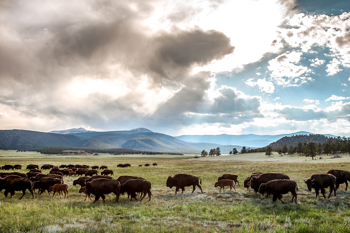 a herd of buffalo in a field