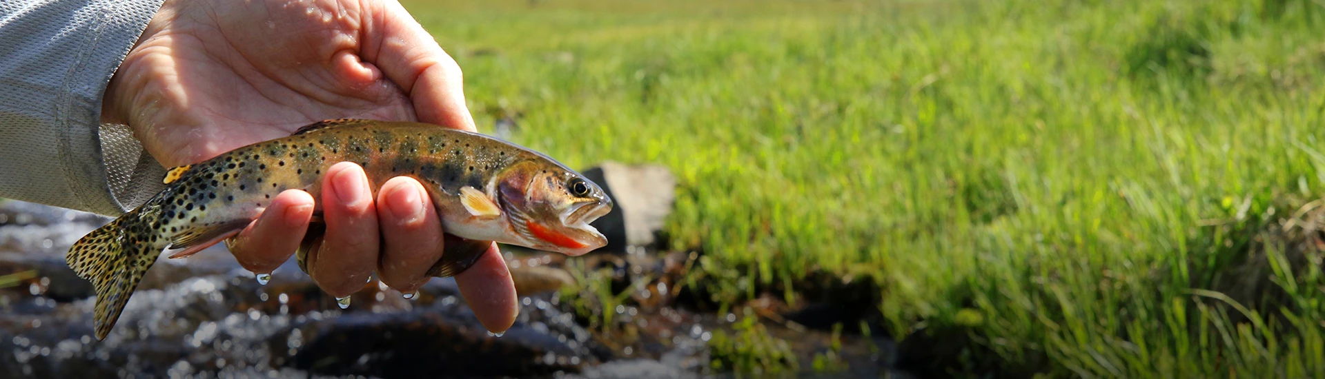 a hand holding a fish with grass in the background