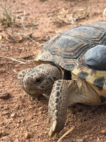 a turtle walking on the ground