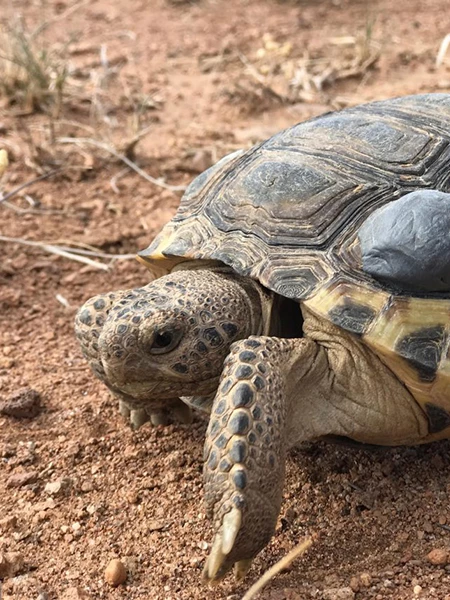 a turtle walking on the ground