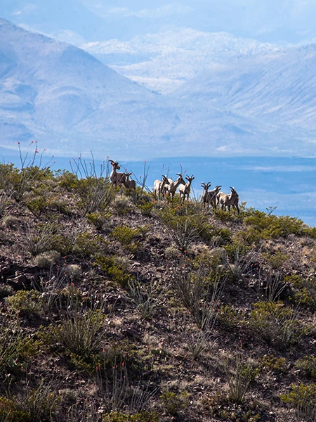 a group of animals on a hill