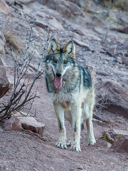 a wolf standing on rocks