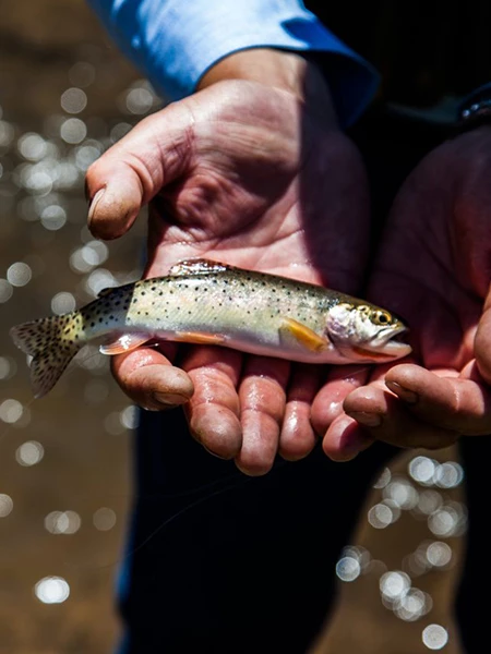 a person holding a small fish