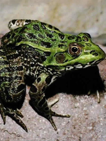 a green frog on sand
