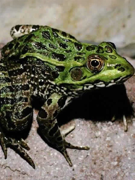 a green frog on sand