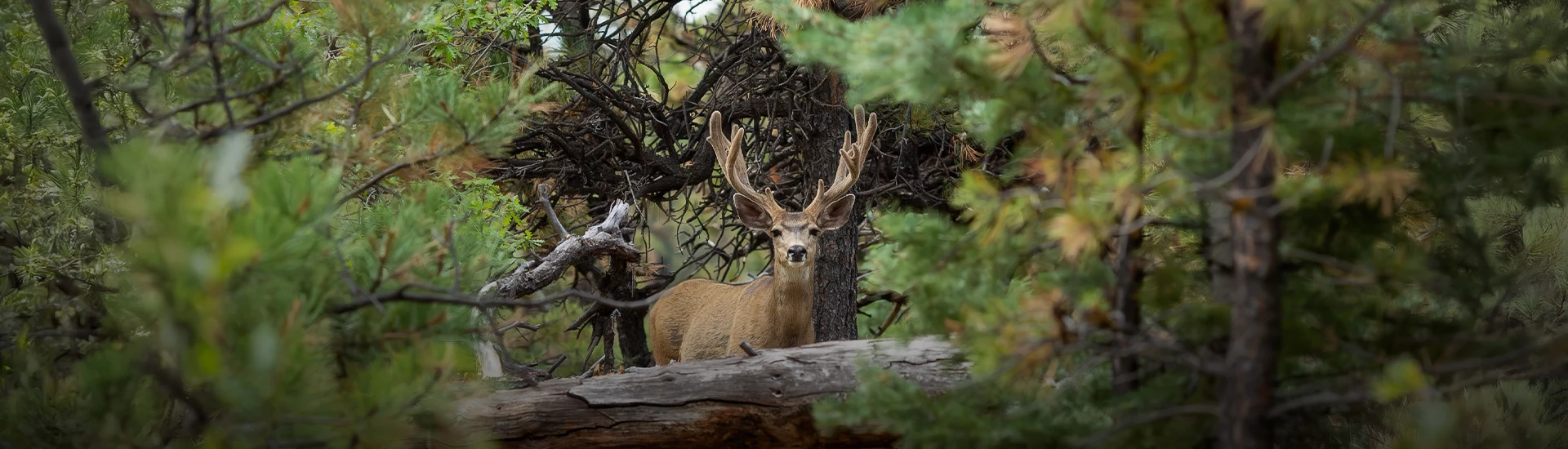 a deer standing on a log