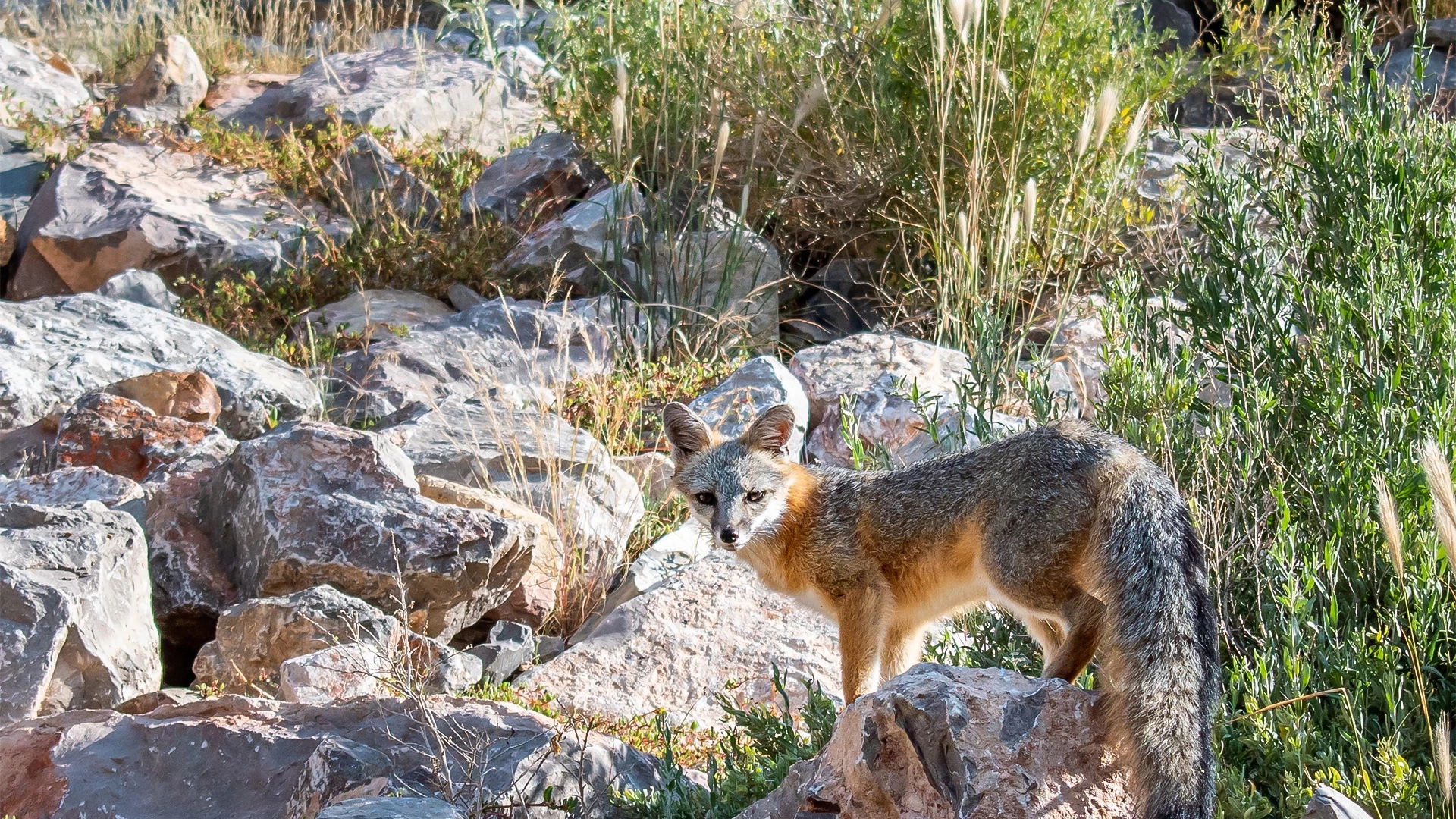 A Gray Fox in its natural habitat