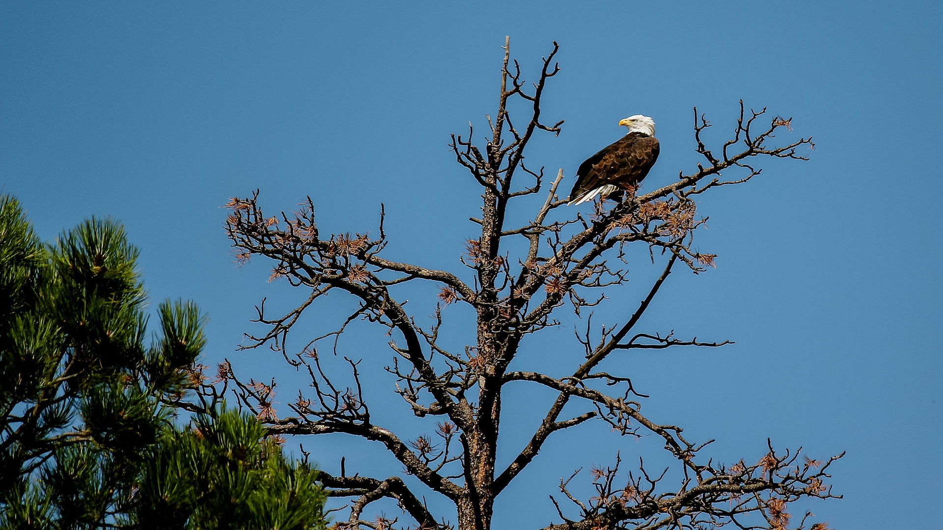 Vermejo Bald Eagle