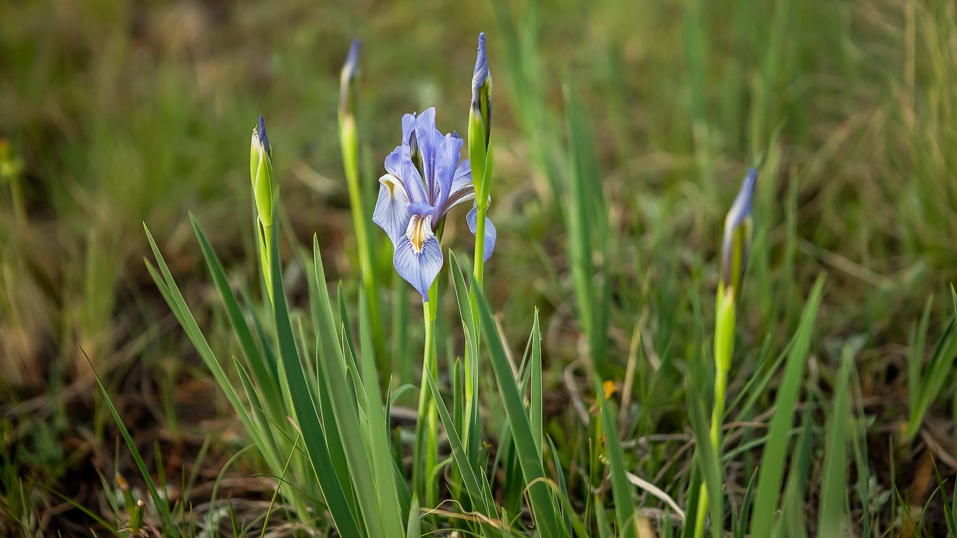 Rocky Mountain Iris