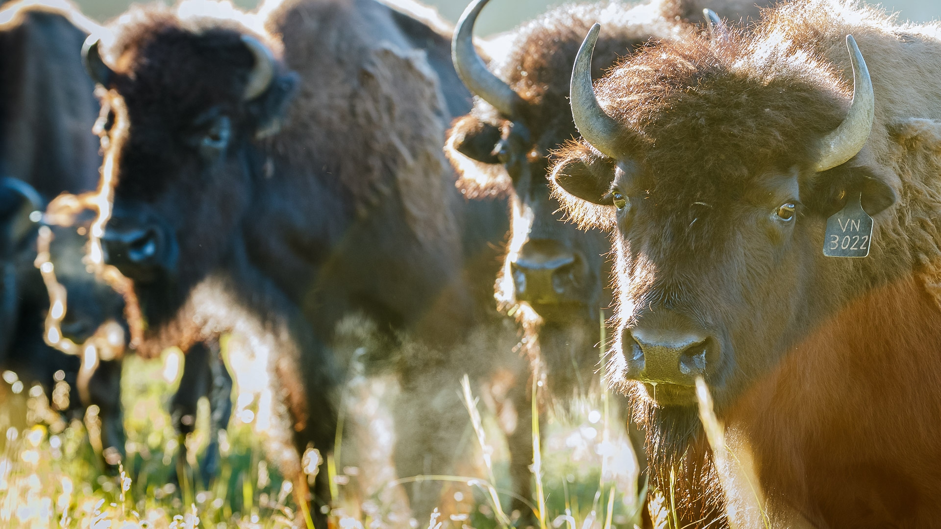 Castle Rock Bison