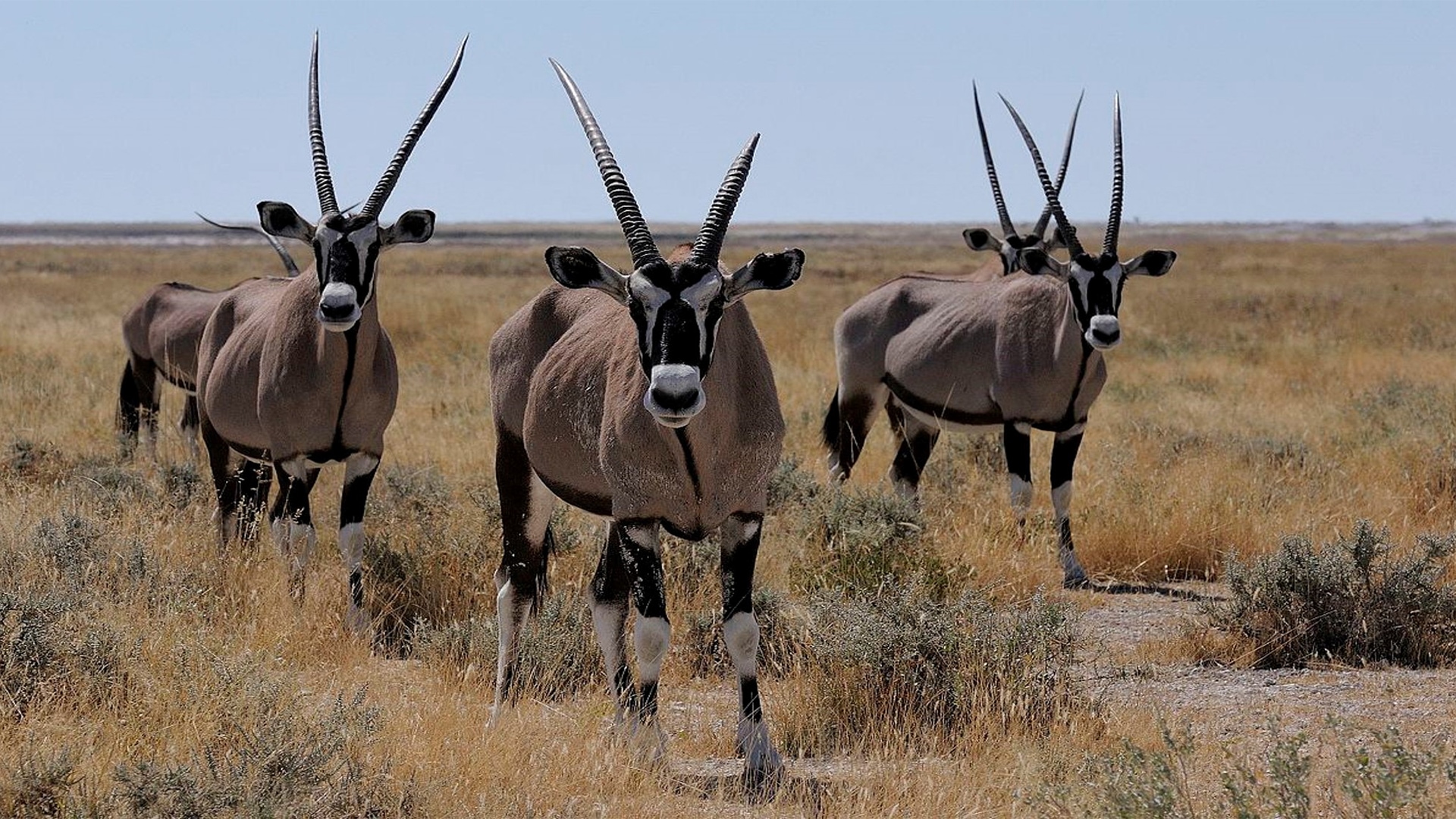 Armendaris Oryx