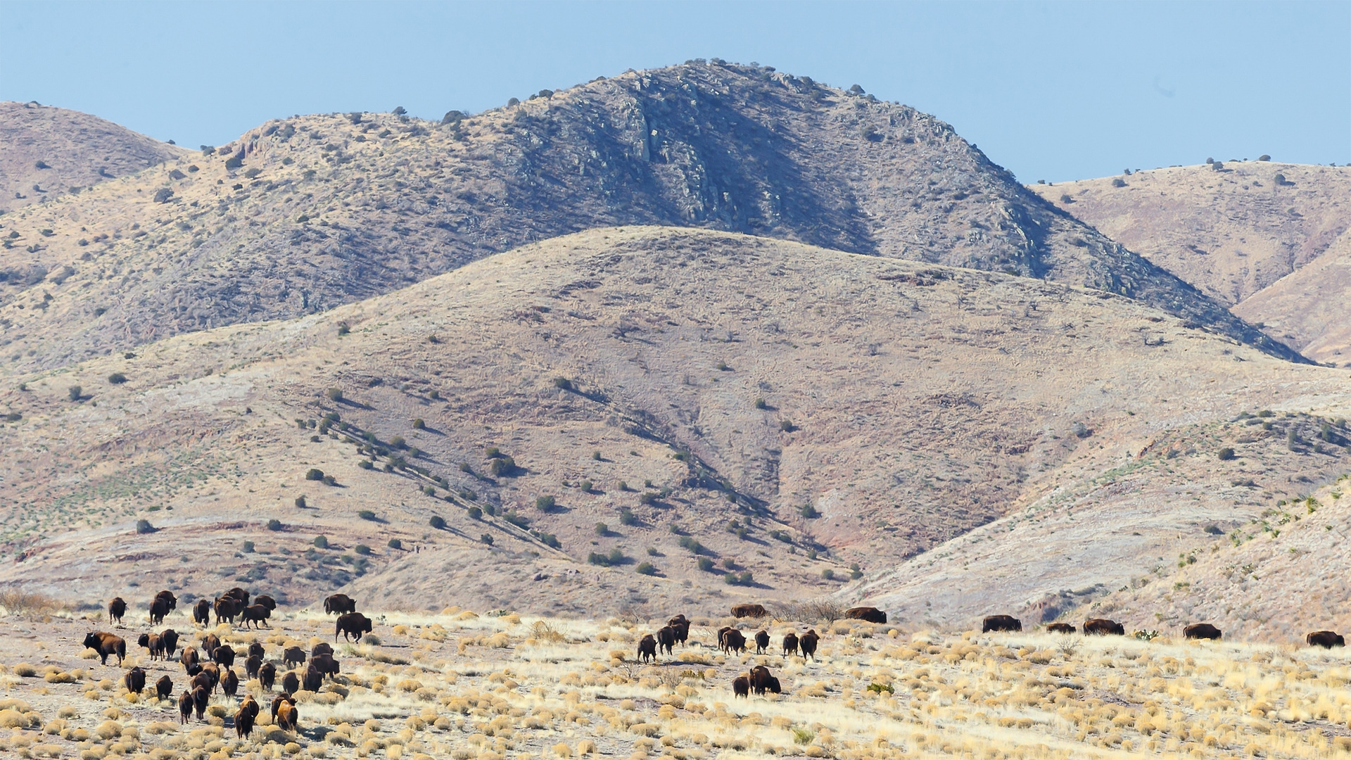 Ladder Bison