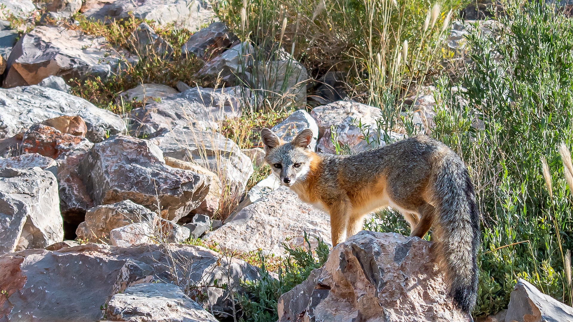 Sierra Grande Wildlife
