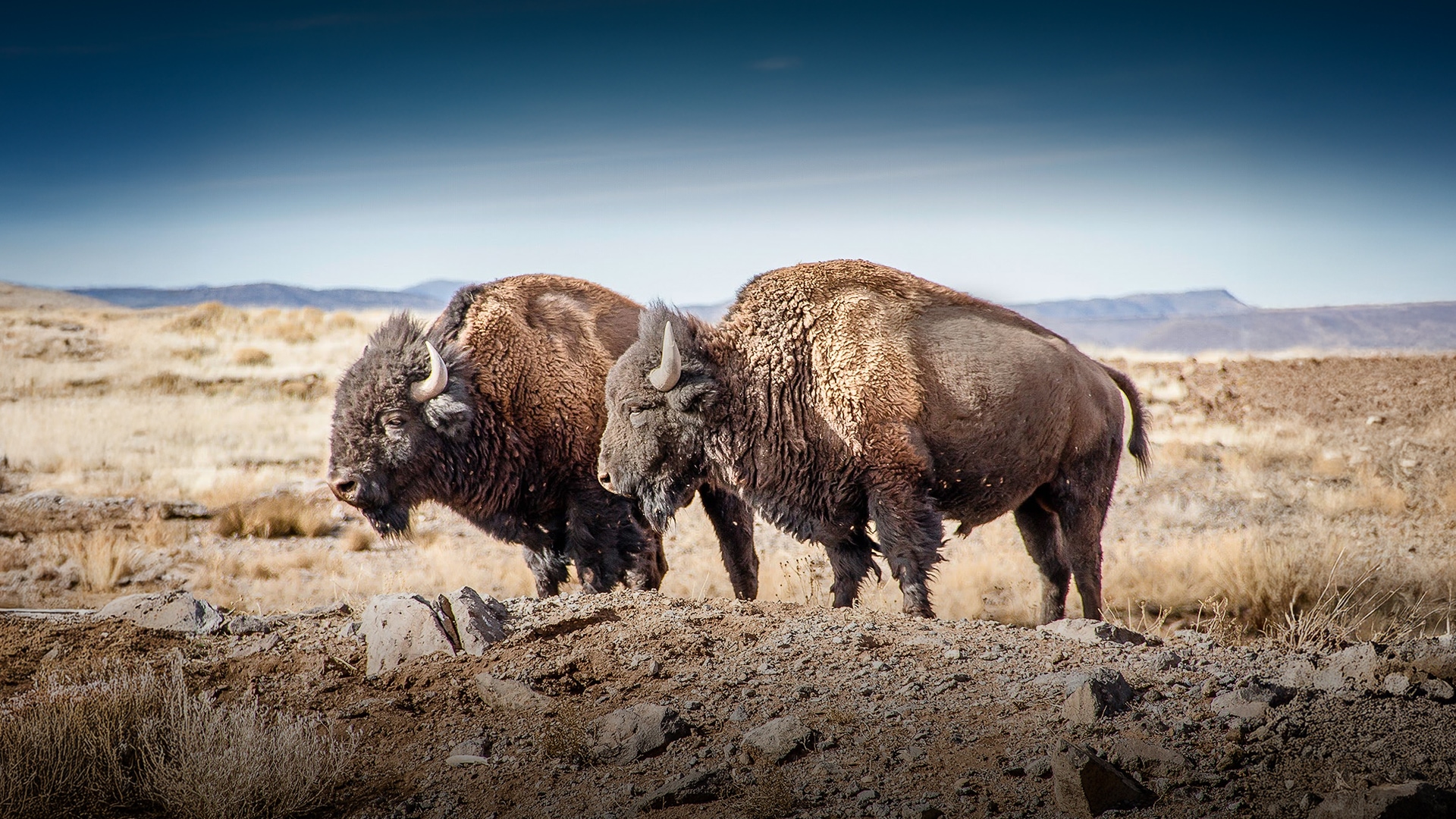a group of buffalo standing in a field