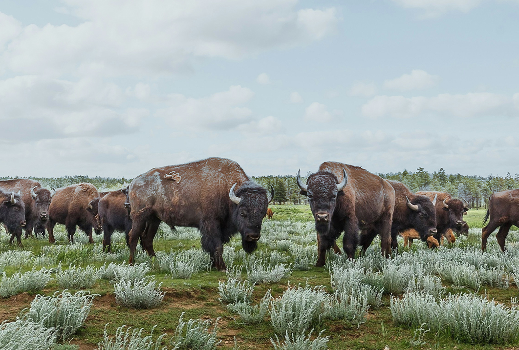 a group of buffalo in a field