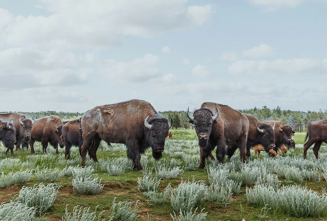 a group of buffalo in a field