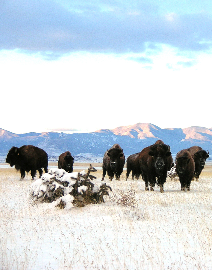a group of buffalo in a snowy field