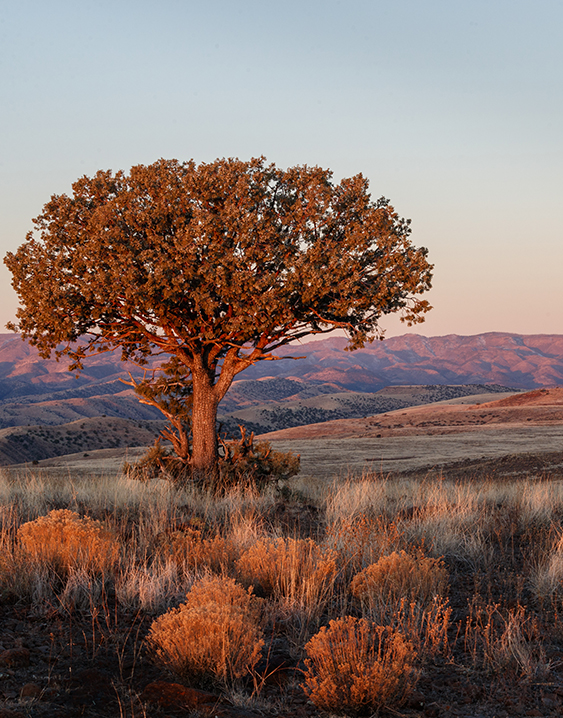 a tree in a field