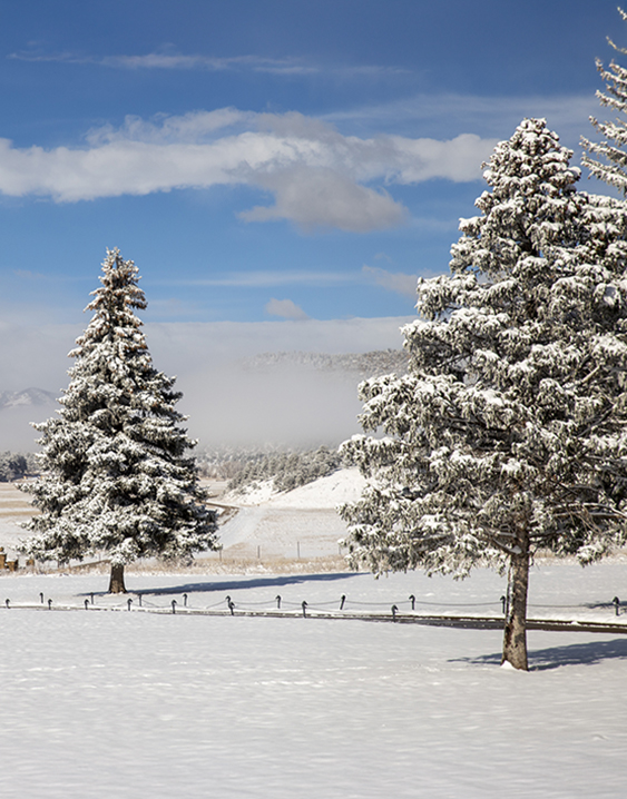 a group of trees covered in snow