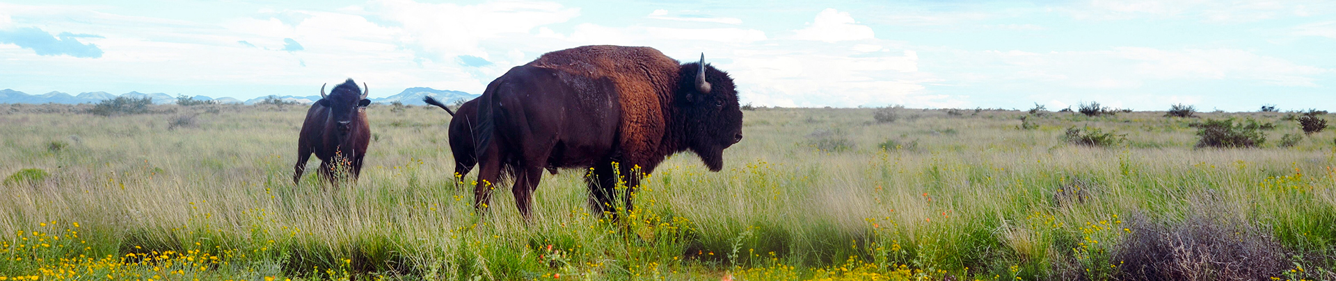 a buffalo standing in a field