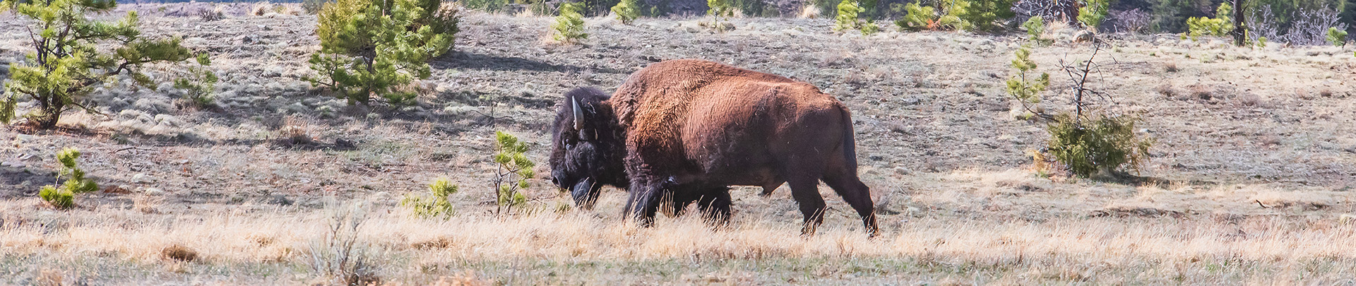 a bison in a field