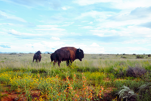 a group of buffalo in a field
