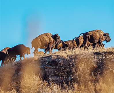 a group of buffalo walking on a hill