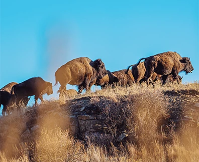 a group of buffalo walking on a hill
