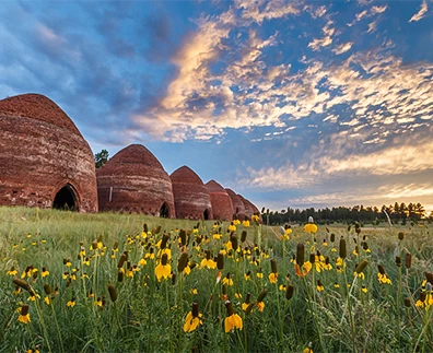 a field of yellow flowers and a row of buildings with Kata Tjuta in the background