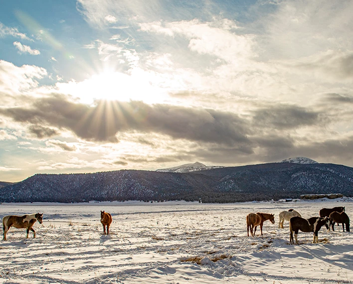 a group of horses in a snowy field
