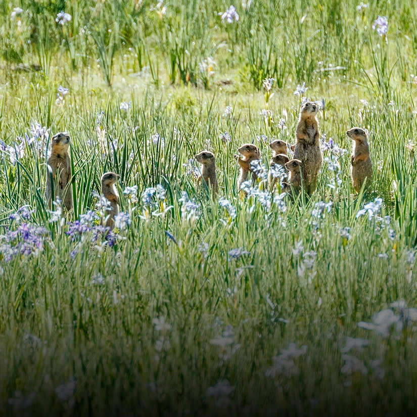 a group of animals in a field of flowers