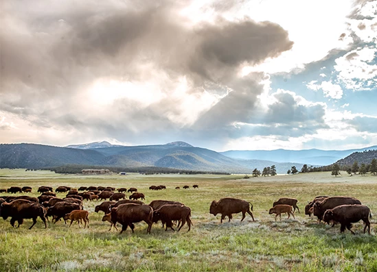 a herd of buffalo in a field