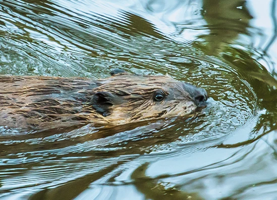 a beaver swimming in water