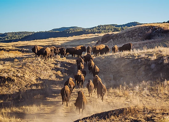 a herd of buffalo walking on a dirt road