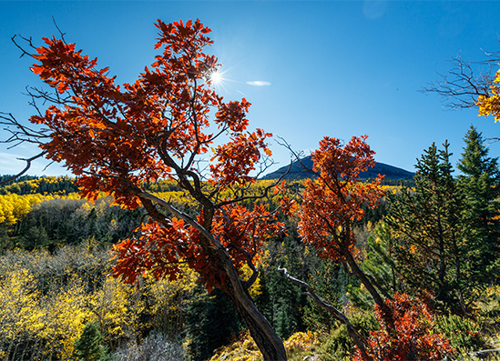 a tree with red leaves and a mountain in the background