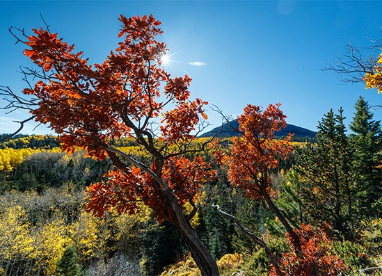 a tree with red leaves and a mountain in the background