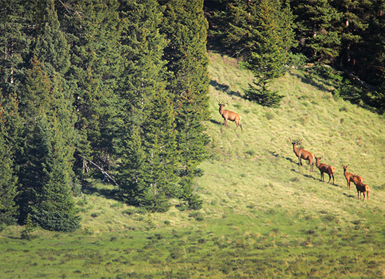 a group of deer on a hill