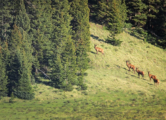a group of deer on a hill