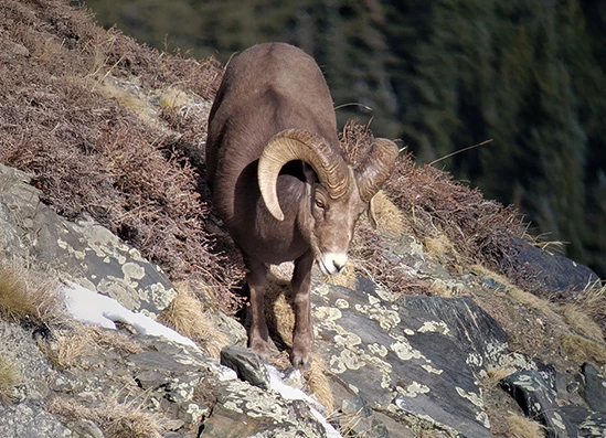 a ram on a rocky hill